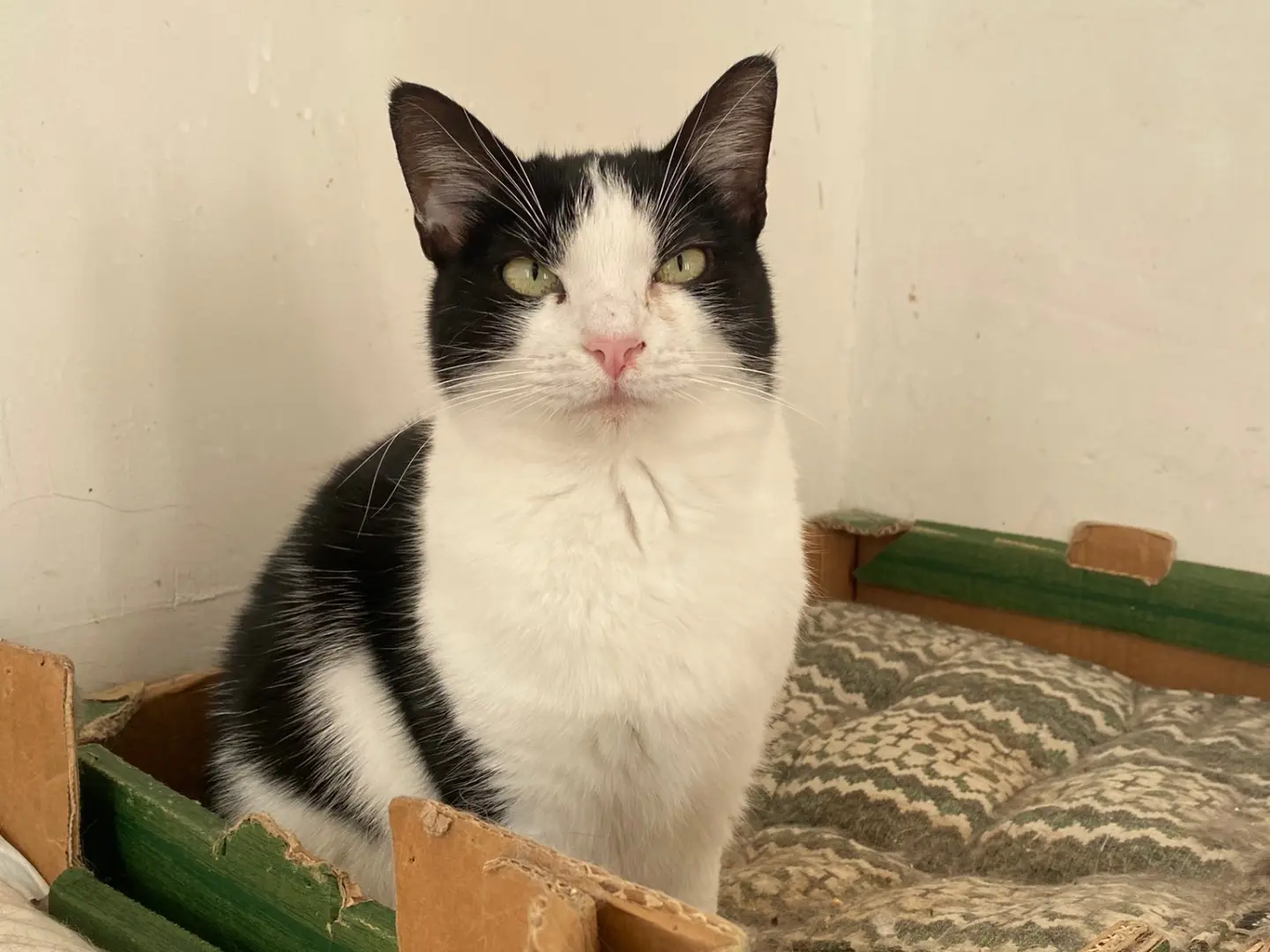 Adotta un gatto, maschio, 5 anni e 4 mesi, Teramo