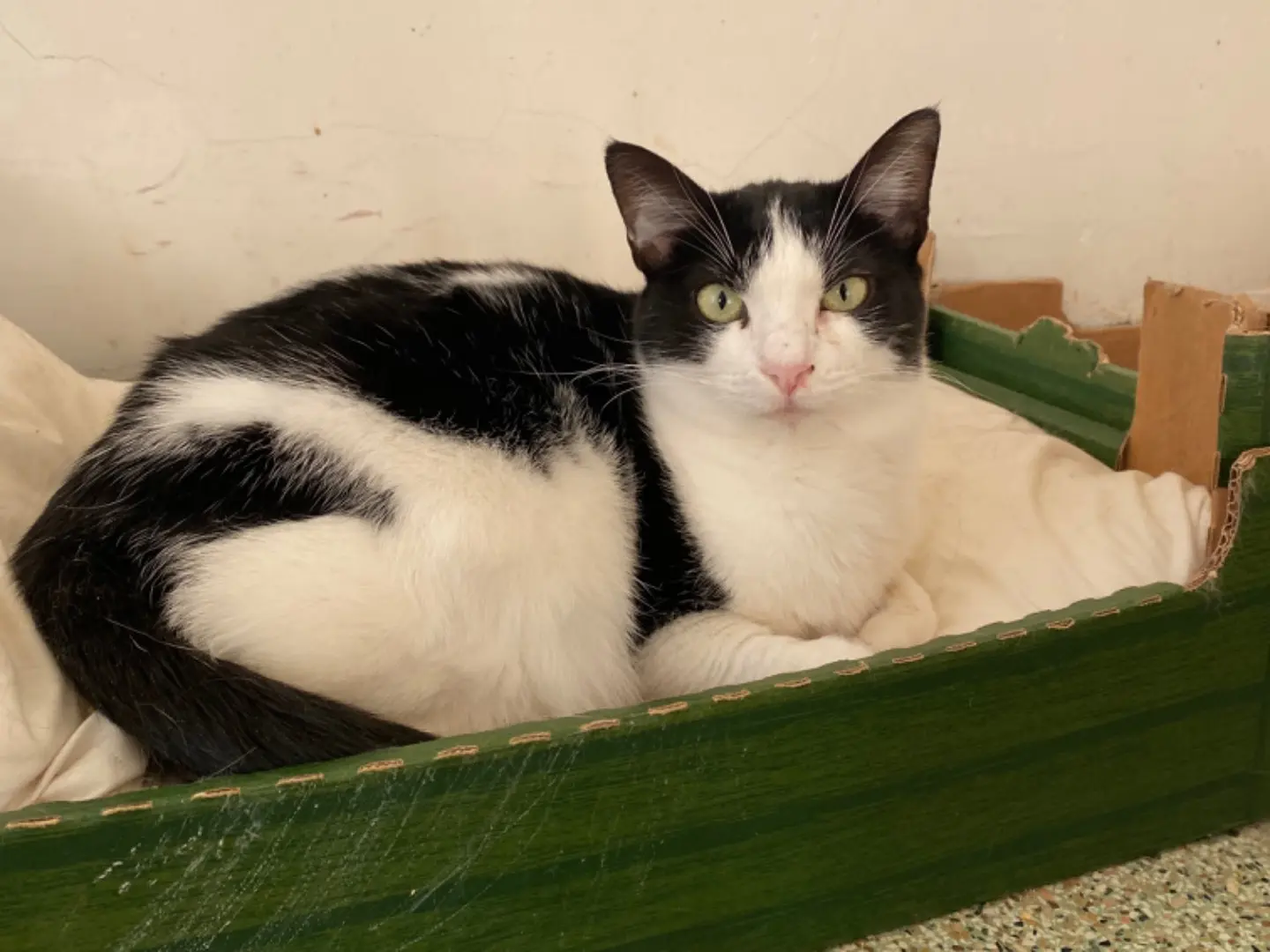 Adotta un gatto, taglia non valida, maschio, Teramo