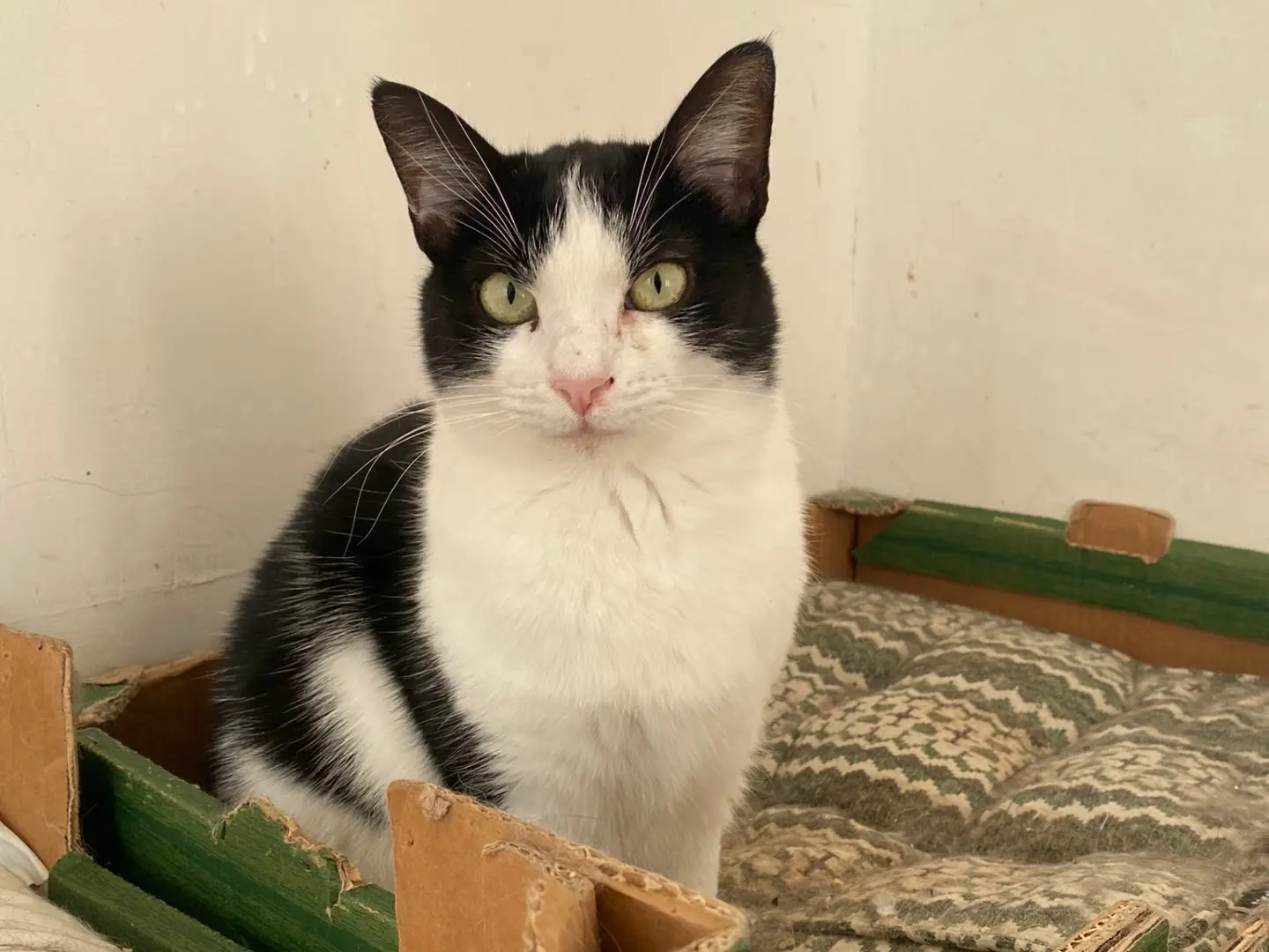 Adozione gatto, maschio, Razza sconosciuta Razza sconosciuta, 5 anni e 4 mesi, taglia non valida, Teramo