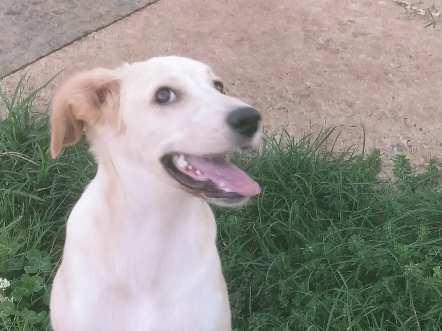 Adotta un cane, femmina, 7 mesi, Vibo