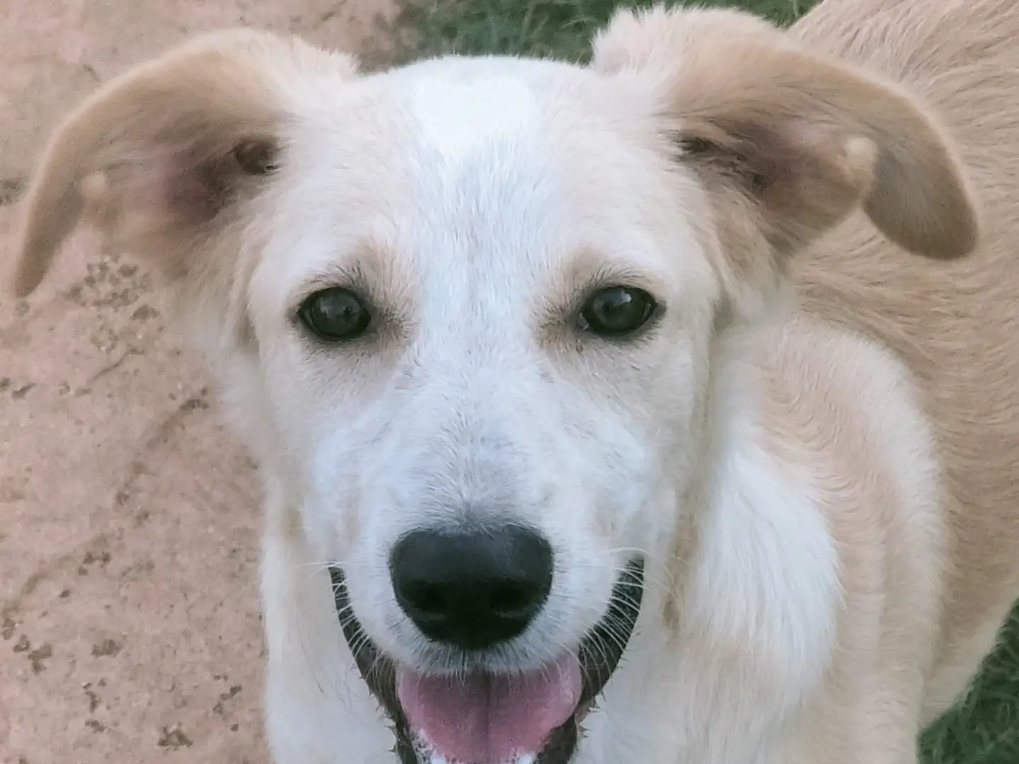 Adotta un cane, taglia media, femmina, Vibo