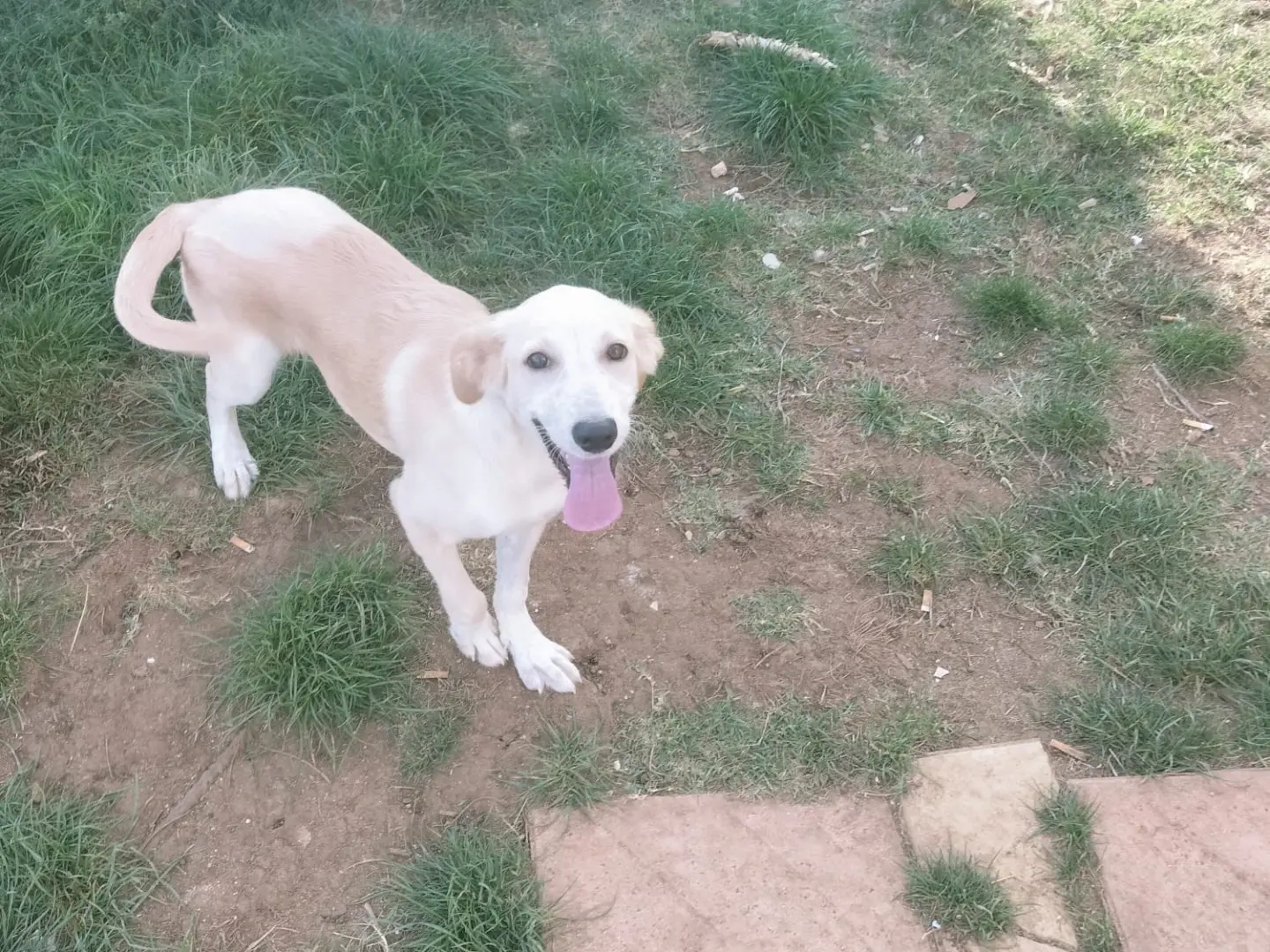 Vuoi adottare un cane a Vibo?