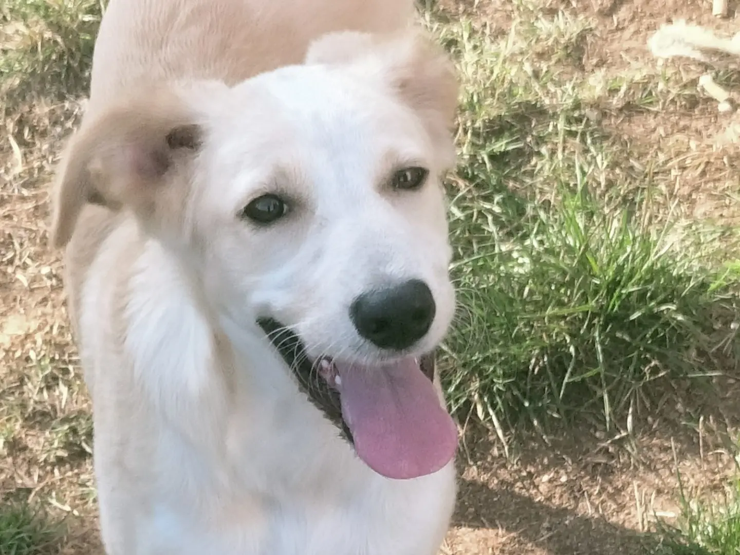 Adozione cane, femmina, Razza sconosciuta Razza sconosciuta, 7 mesi, taglia media, Vibo