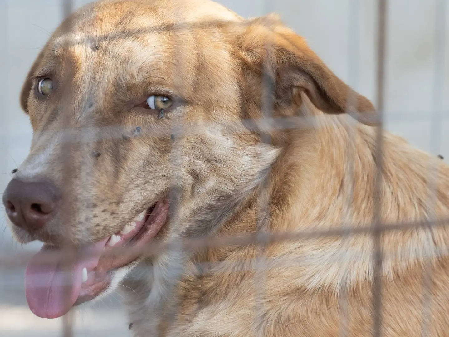 Adotta un cane, maschio, 3 anni e 9 mesi, Caserta