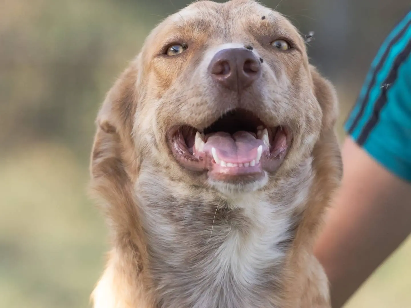 Adozione cane, maschio, Labrador Retriever, 3 anni e 9 mesi, taglia media, Caserta