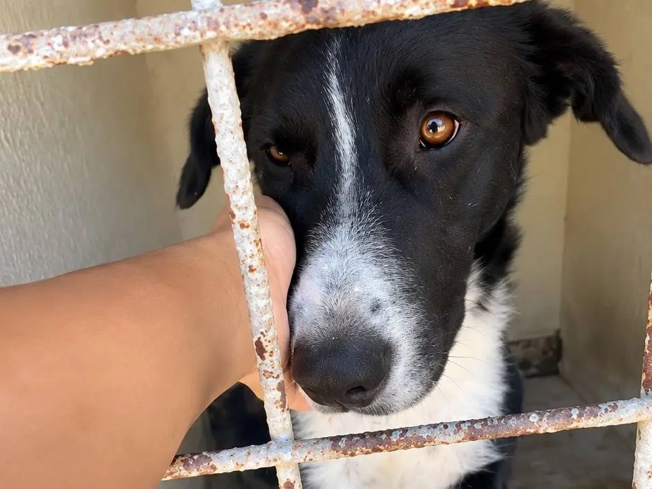 Adotta un cane, maschio, 10 mesi, Avellino