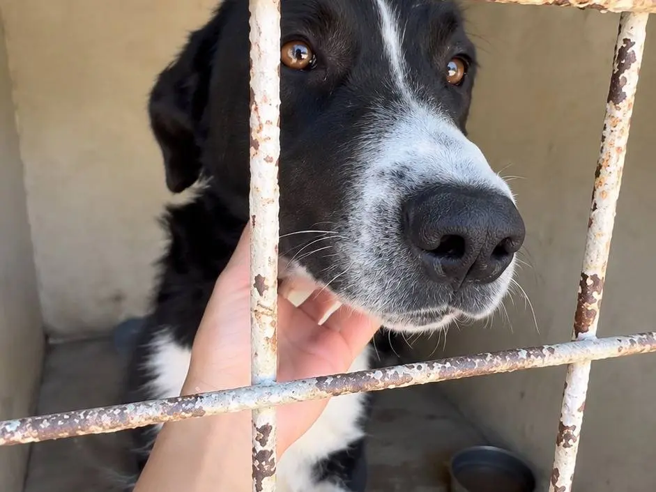 Adotta un cane, taglia media contenuta, maschio, Avellino