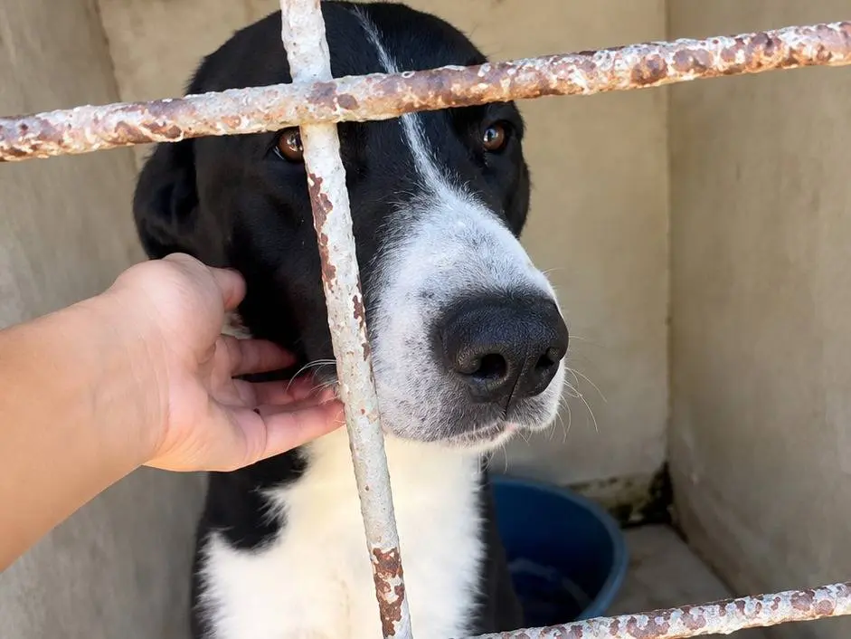 Vuoi adottare un cane a Avellino?