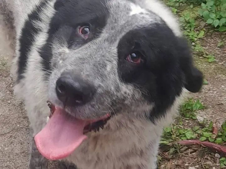 Adotta il cane BUK a Cosenza