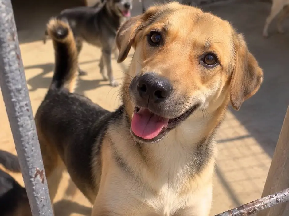 Adotta un cane, taglia piccola, maschio, Avellino