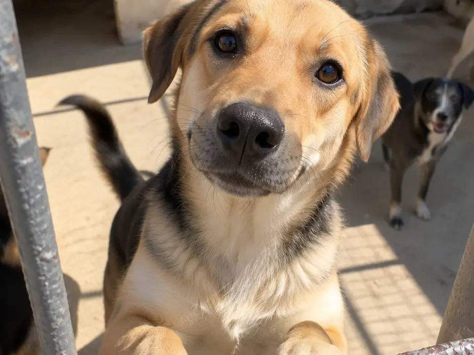 Adotta un cane, maschio, 1 anno, Avellino