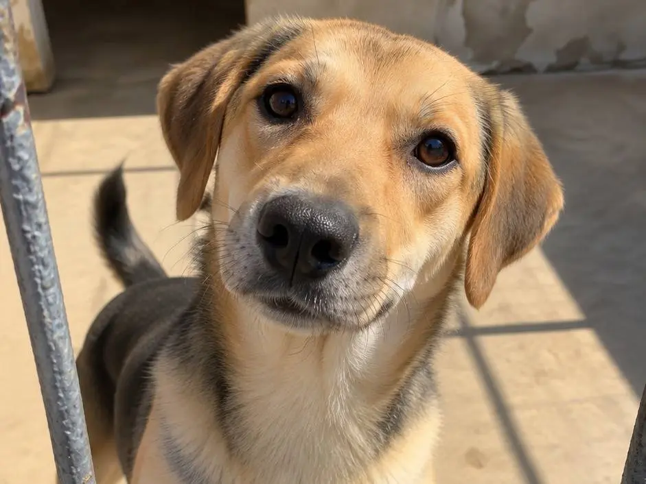 Adozione cane, maschio, Razza sconosciuta Razza sconosciuta, 1 anno, taglia piccola, Avellino