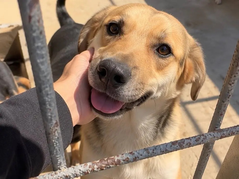 Vuoi adottare un cane a Avellino?