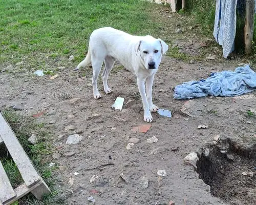 Adotta un cane, maschio, 4 anni e 9 mesi, Benevento