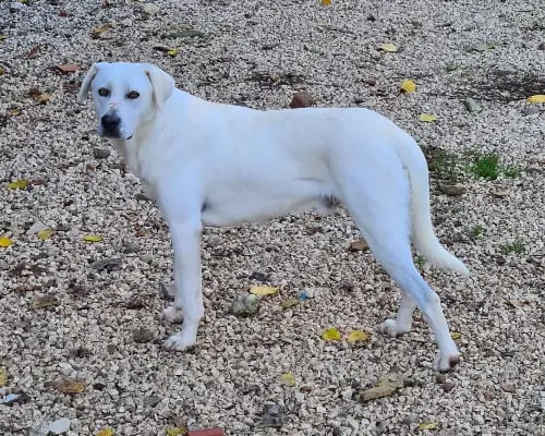Adozione cane, maschio, Razza sconosciuta Razza sconosciuta, 4 anni e 9 mesi, taglia media, Benevento