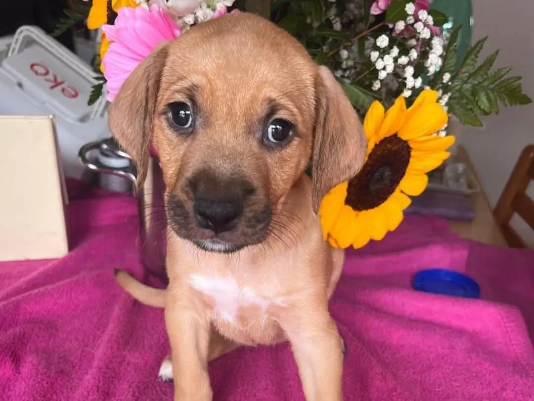 Adozione cane, femmina, Razza sconosciuta Razza sconosciuta, 2 mesi, taglia media, Cosenza