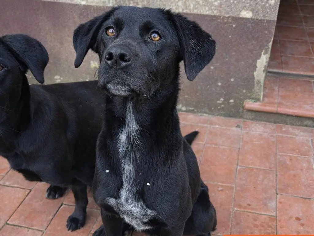 Adotta un cane, femmina, 1 anno e 2 mesi, Caltanissetta