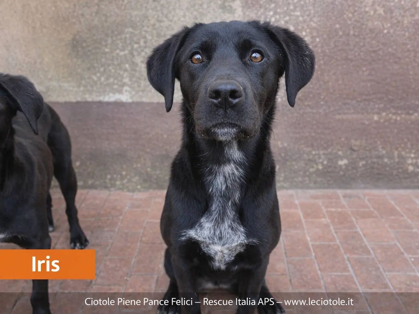 Adozione cane, femmina, Labrador Retriever Razza sconosciuta, 1 anno e 2 mesi, taglia grande, Caltanissetta