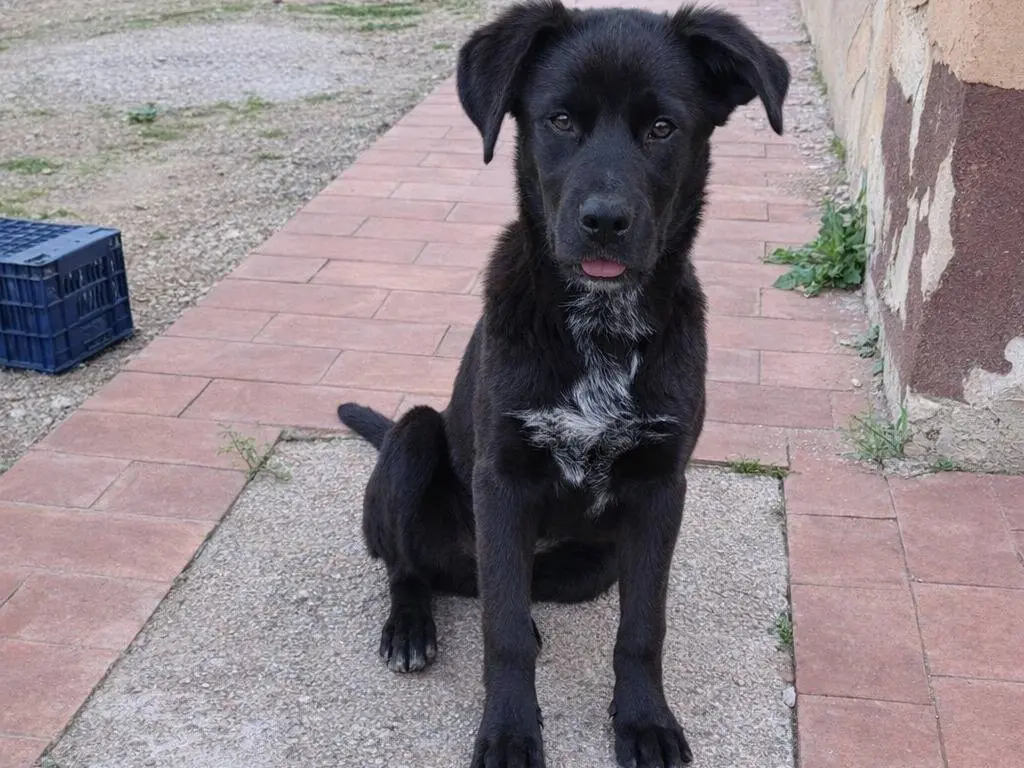 Adotta un cane, taglia grande, femmina, Caltanissetta