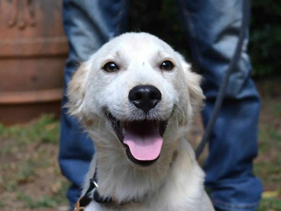 Adotta un cane, maschio, 6 mesi, Roma