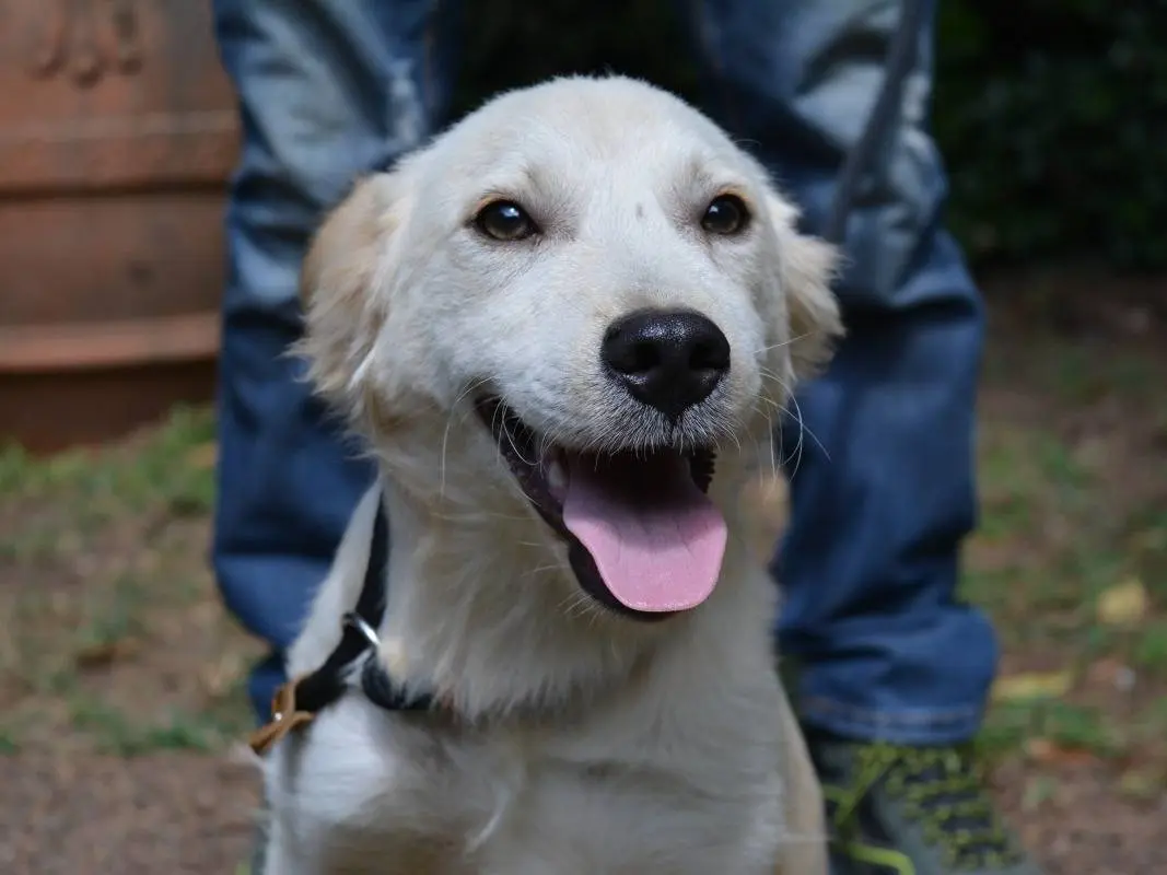Adozione cane, maschio, Razza sconosciuta Razza sconosciuta, 6 mesi, taglia media contenuta, Roma