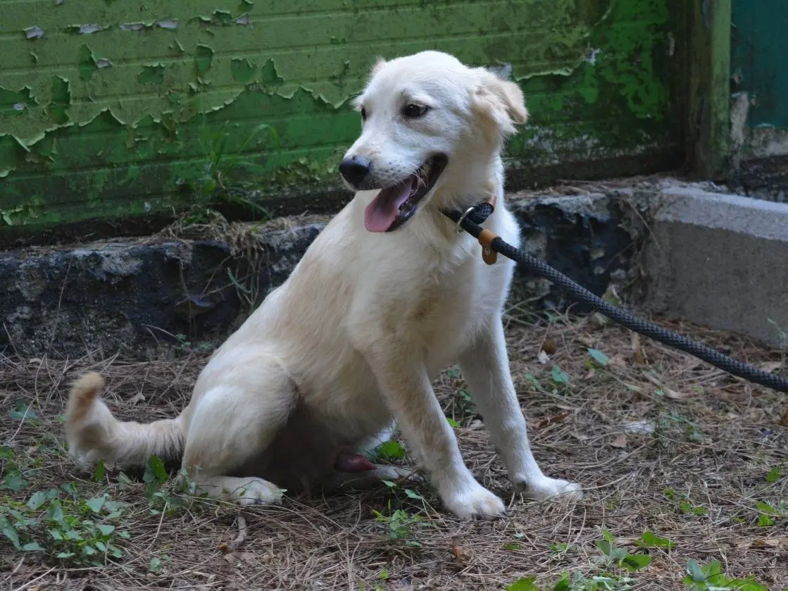Adotta un cane, taglia media contenuta, maschio, Roma