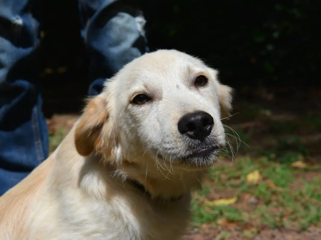 Adotta il cane Meyron a Roma