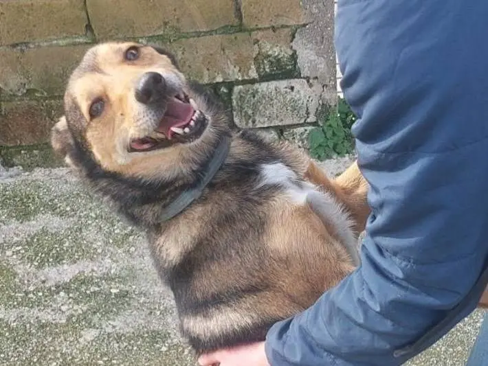 Vuoi adottare un cane a Caserta?
