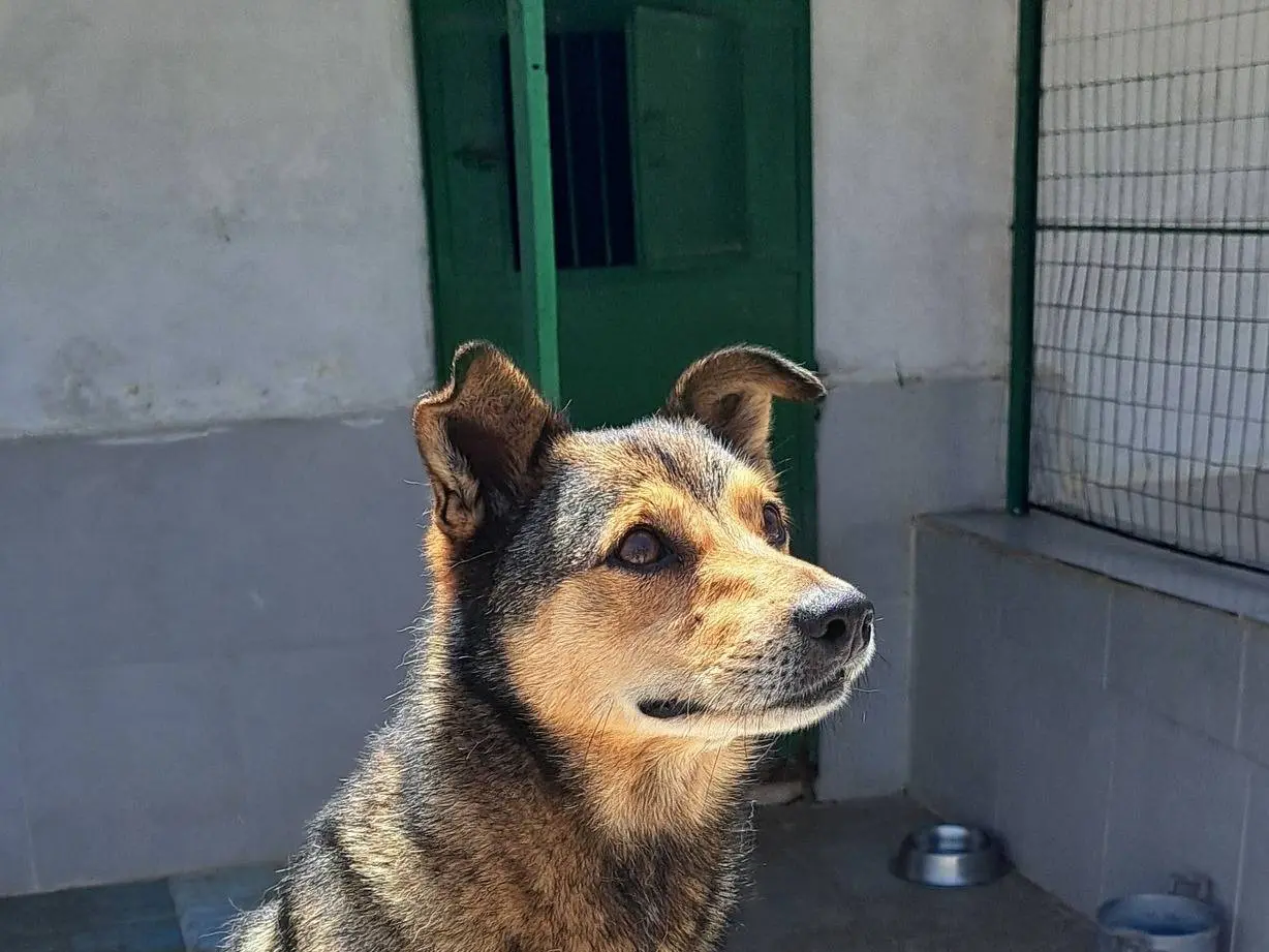 Adotta un cane, maschio, 10 anni e 7 mesi, Caserta