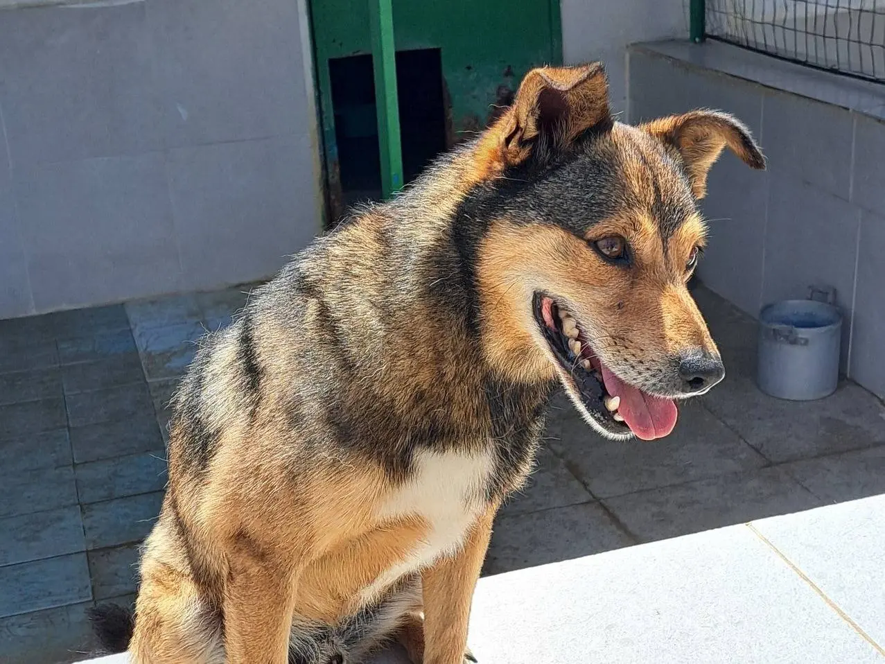 Adotta il cane BUDDY a Caserta