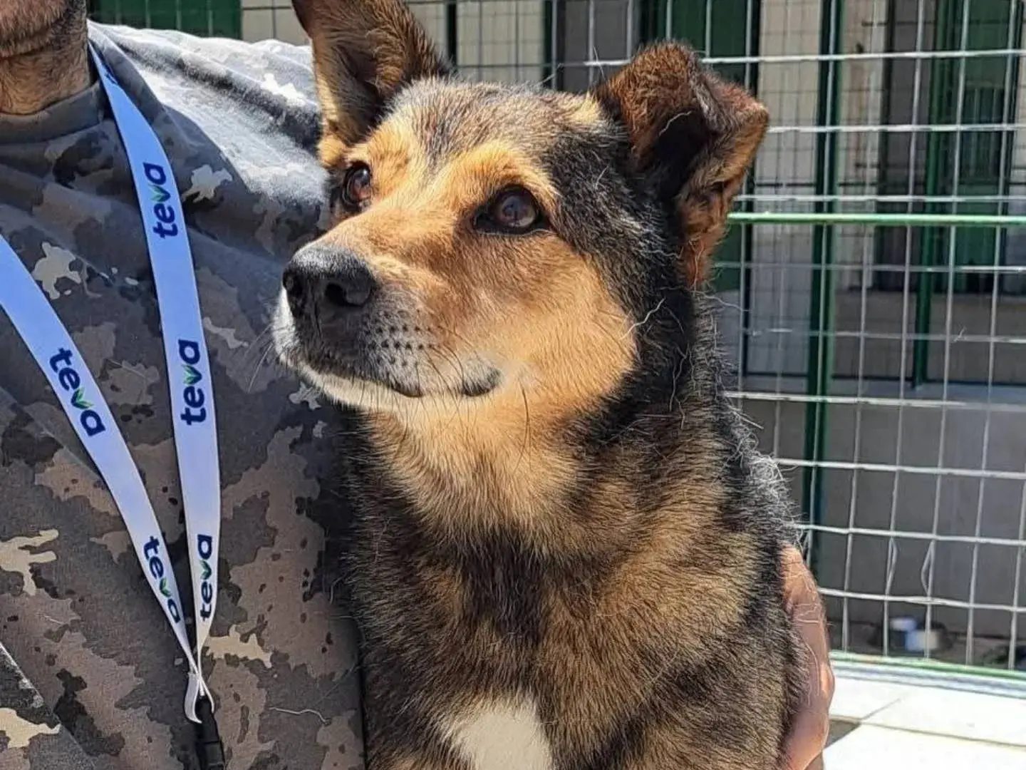 Adozione cane, maschio, Razza sconosciuta Razza sconosciuta, 10 anni e 7 mesi, taglia media contenuta, Caserta