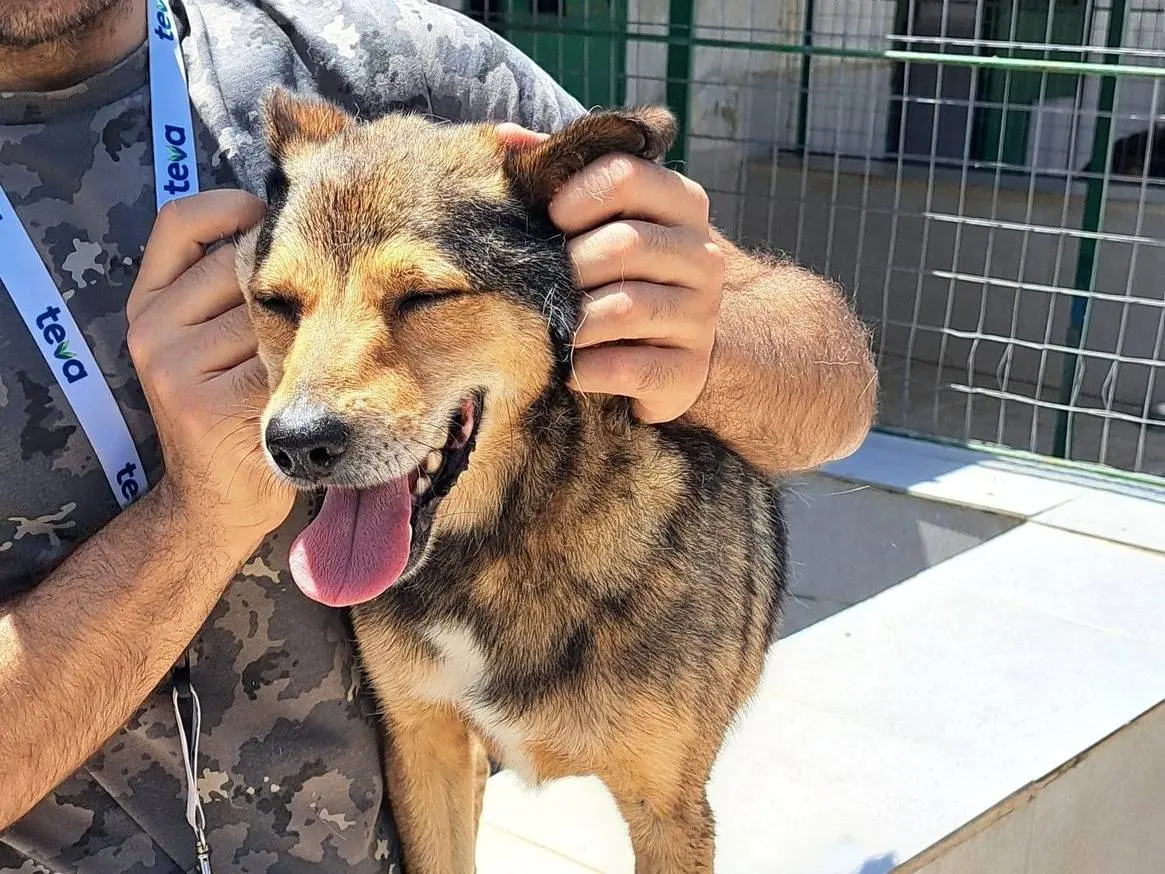 Adotta un cane, taglia media contenuta, maschio, Caserta