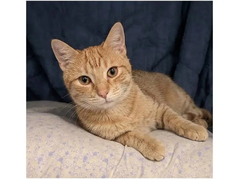 Adotta un gatto, taglia non valida, maschio, Potenza