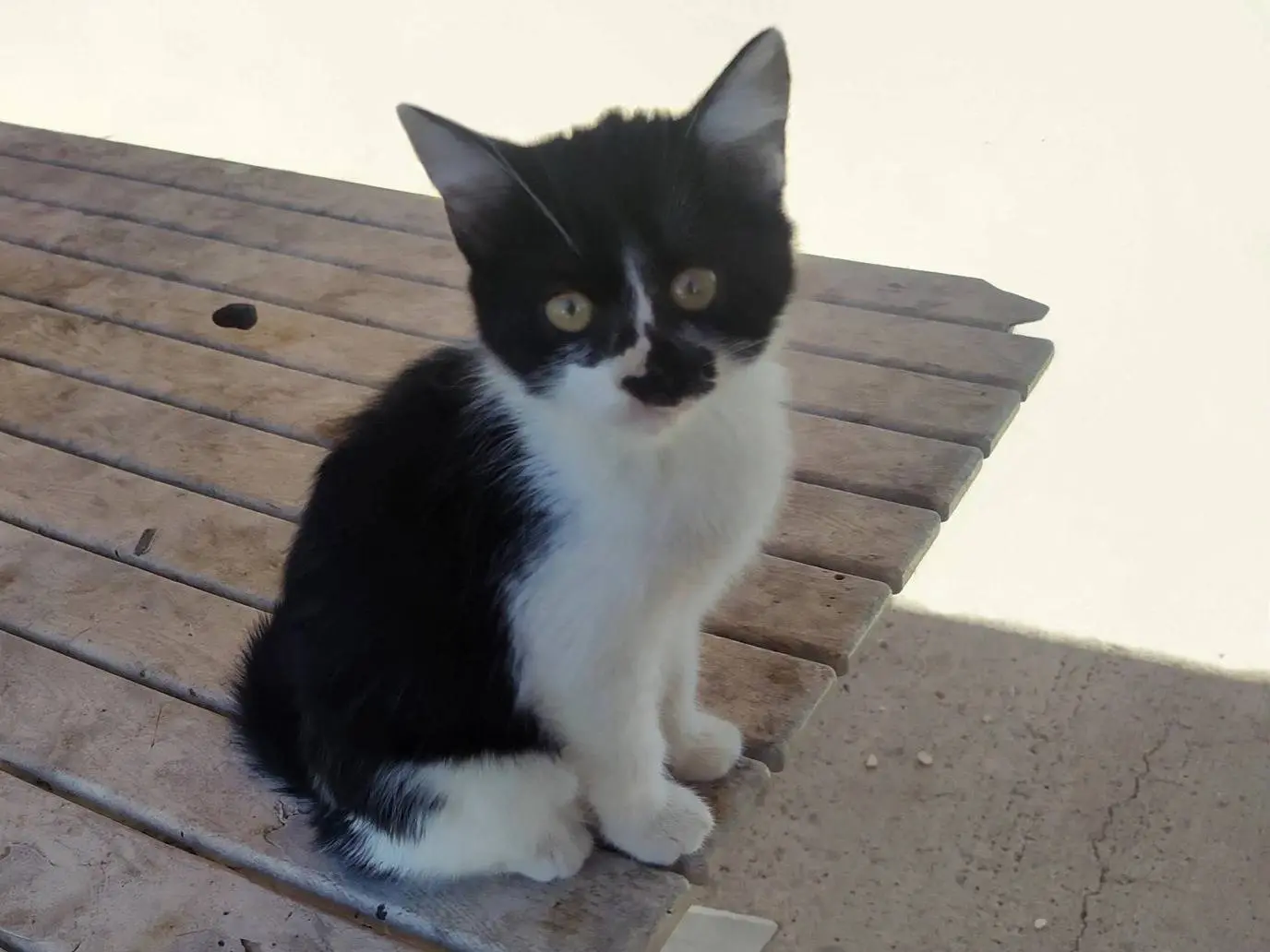 Adozione gatto, femmina, Razza sconosciuta Razza sconosciuta, 2 mesi, taglia non valida, Siracusa