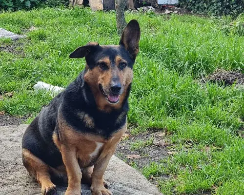 Adotta un cane, maschio, 9 anni e 9 mesi, Napoli