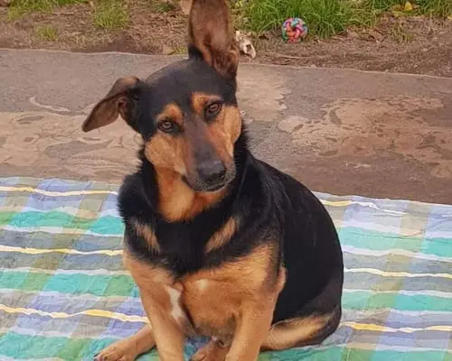 Adozione cane, maschio, meticcio, 9 anni e 9 mesi, taglia grande, Napoli