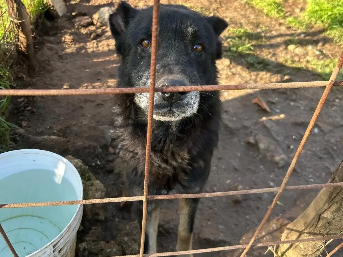 Adotta il cane Lupo a Catanzaro