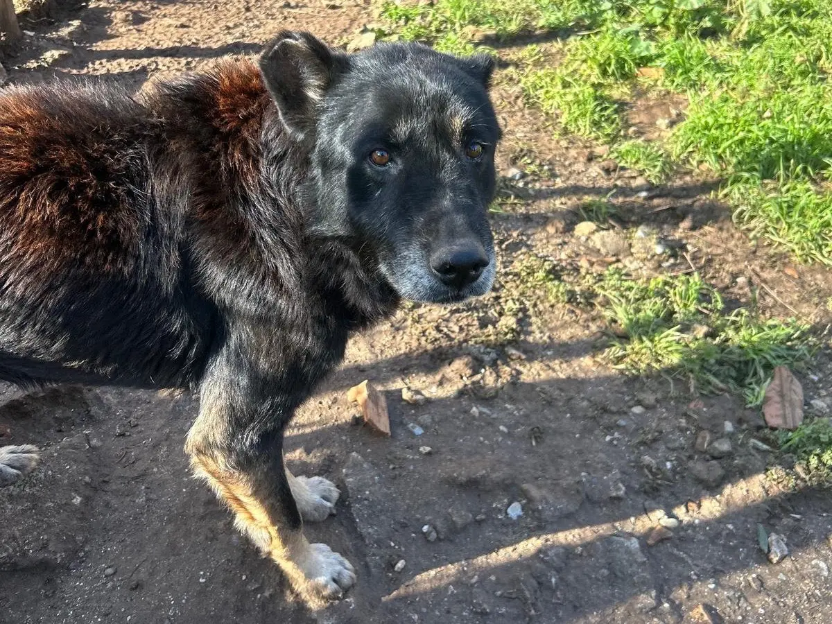 Vuoi adottare un cane a Catanzaro?