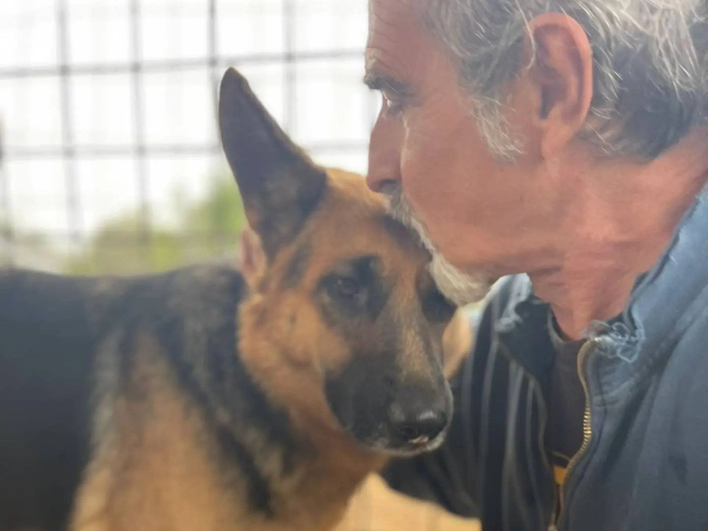 Adotta il cane India a Frosinone