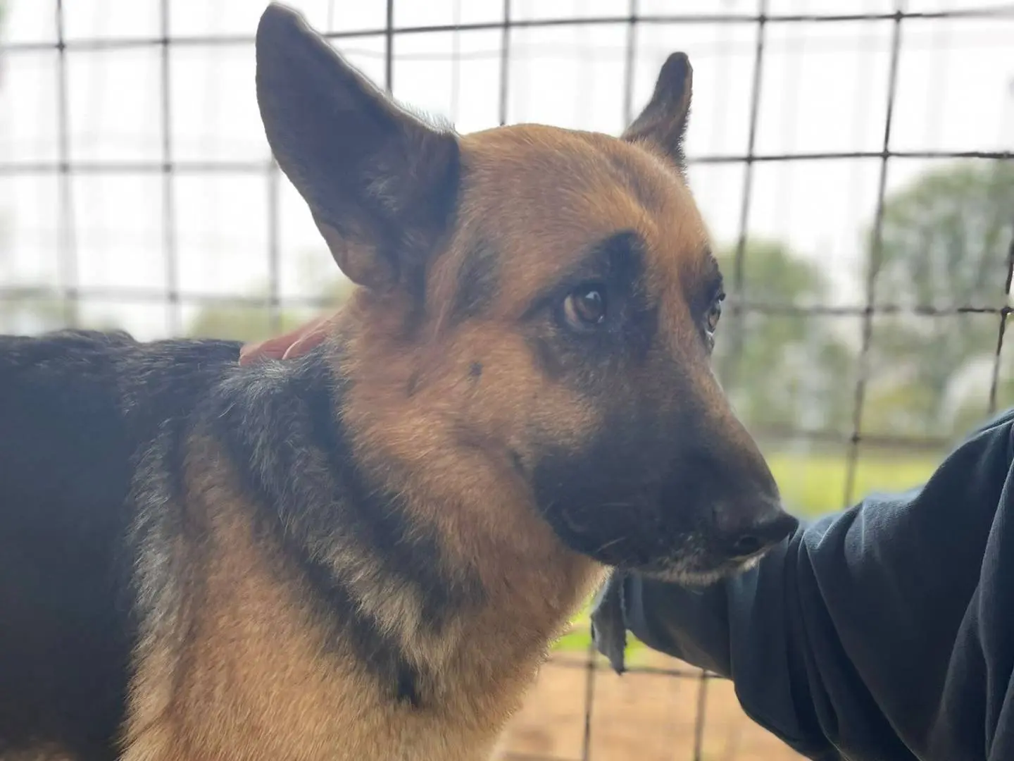 Adozione cane, femmina, Pastore tedesco Razza sconosciuta, 2 anni e 9 mesi, taglia grande, Frosinone