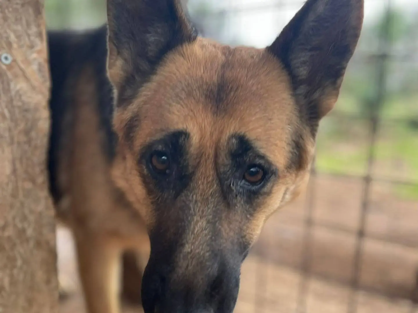 Adotta un cane, femmina, 2 anni e 9 mesi, Frosinone