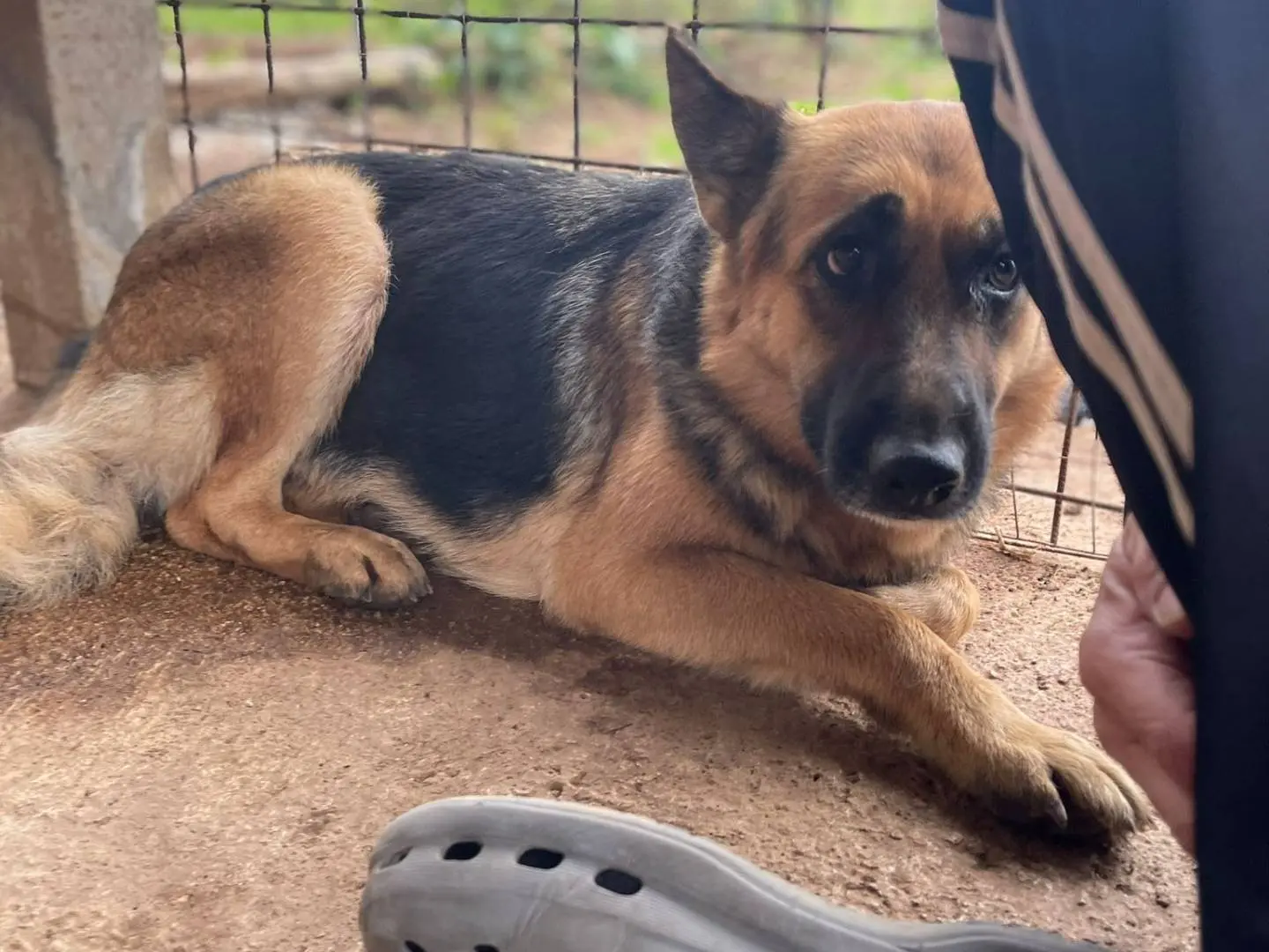 Adotta un cane, taglia grande, femmina, Frosinone