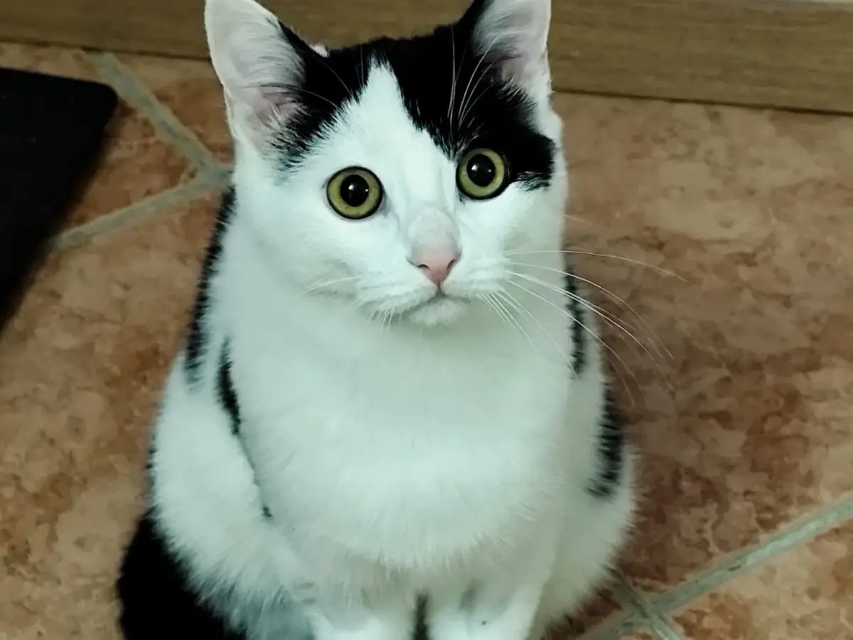 Adozione gatto, maschio, Razza sconosciuta Razza sconosciuta, 6 mesi, taglia non valida, Bergamo
