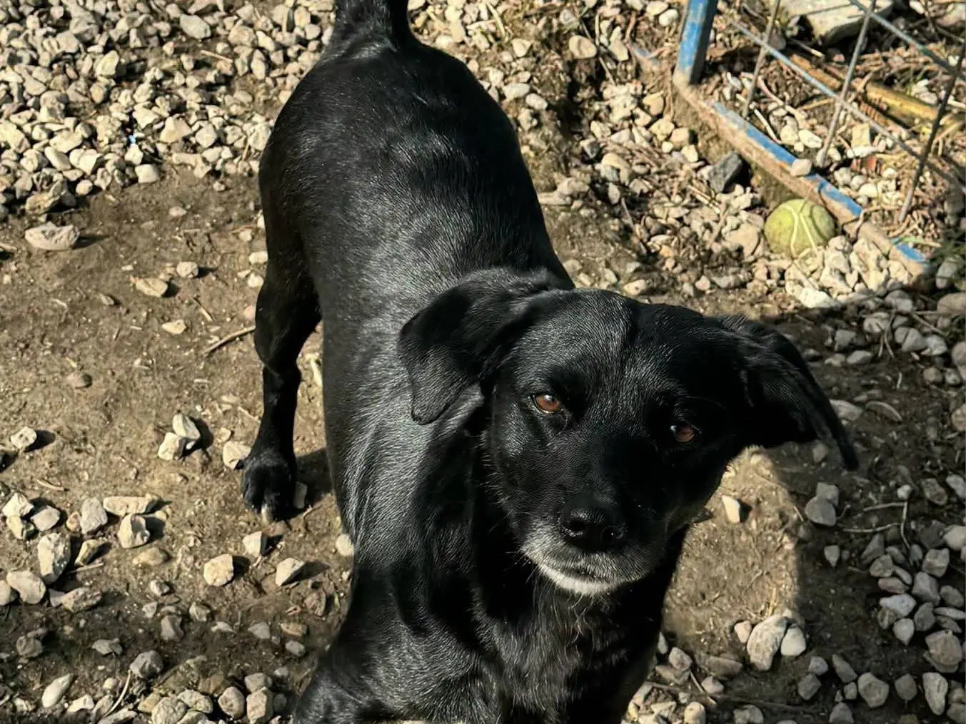 Adotta il cane MONICA a Teramo
