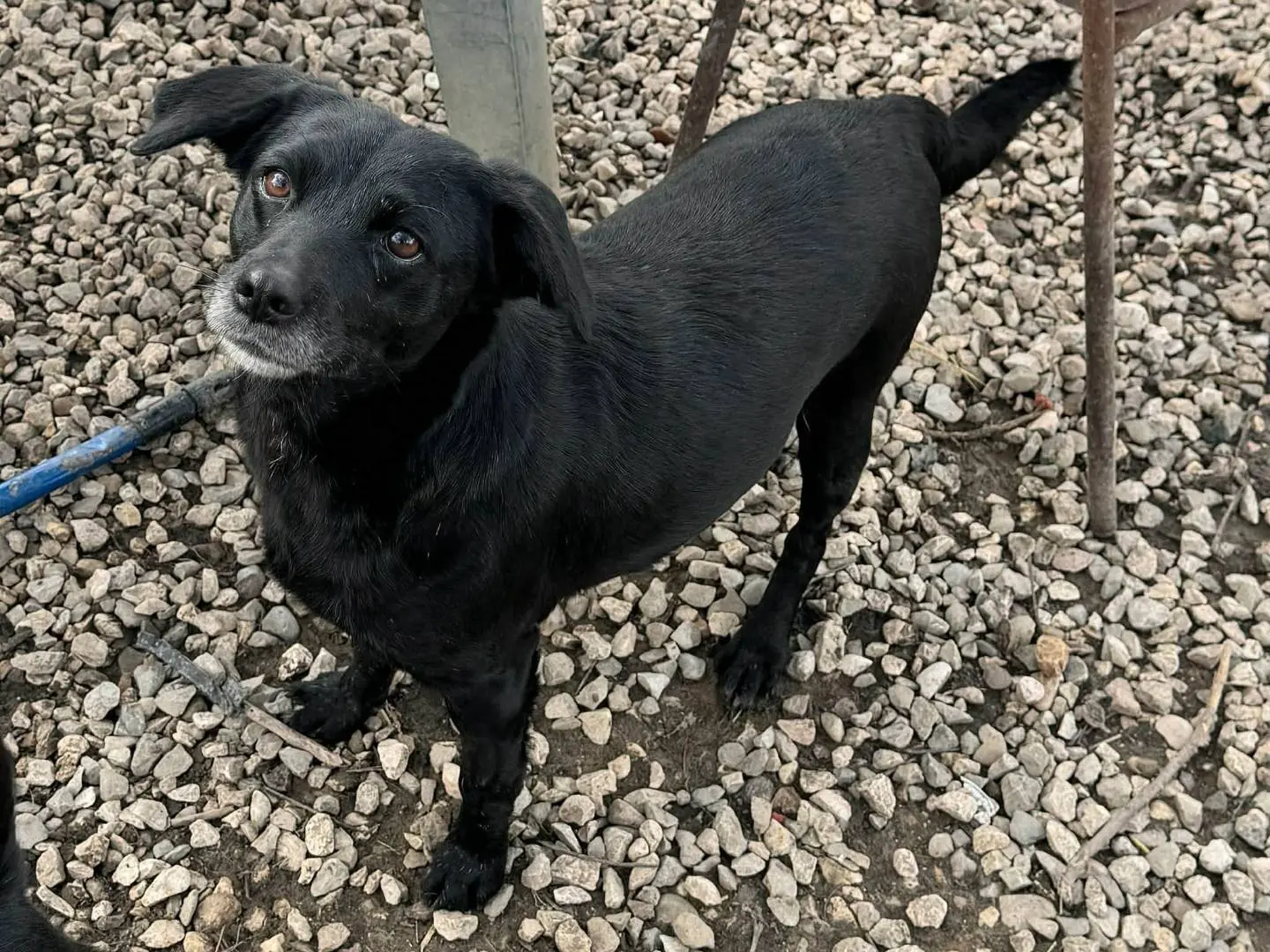 Vuoi adottare un cane a Teramo?