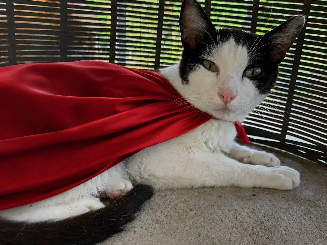 Adozione gatto, maschio, Razza sconosciuta Razza sconosciuta, 2 anni, taglia non valida, Asti