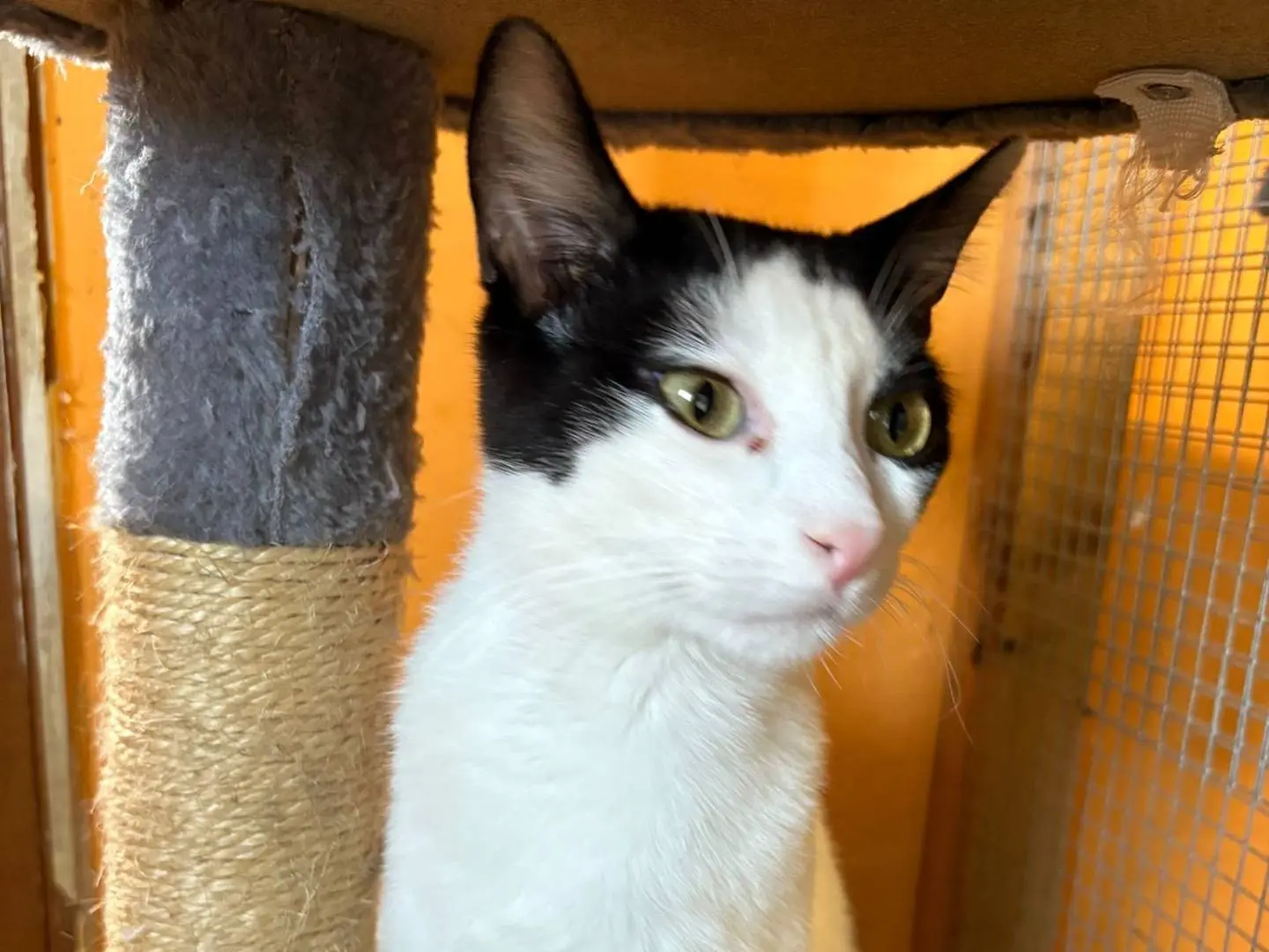 Adotta un gatto, maschio, 2 anni, Asti