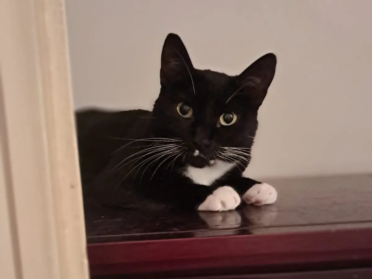 Adozione gatto, femmina, Razza sconosciuta Razza sconosciuta, 2 anni e 9 mesi, taglia non valida, Roma