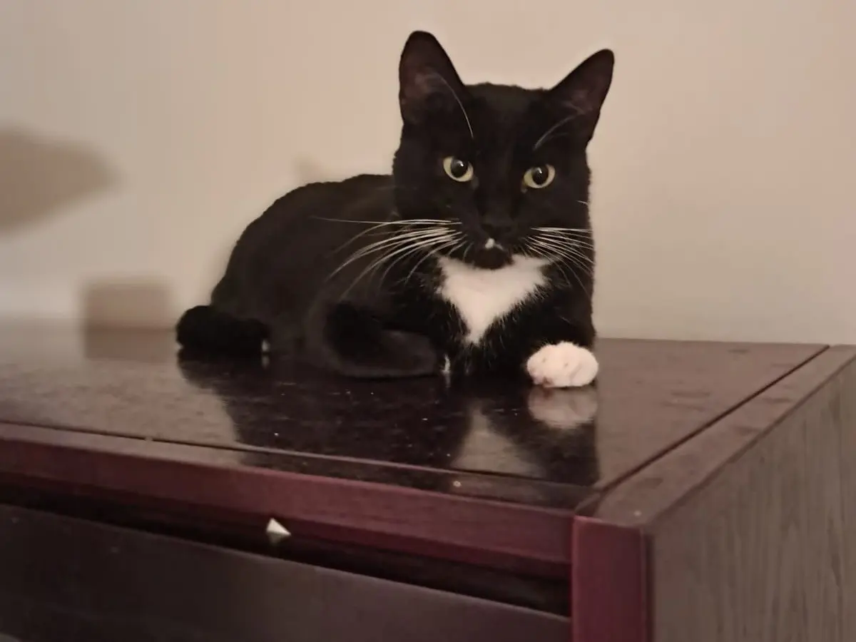 Adotta un gatto, femmina, 2 anni e 9 mesi, Roma