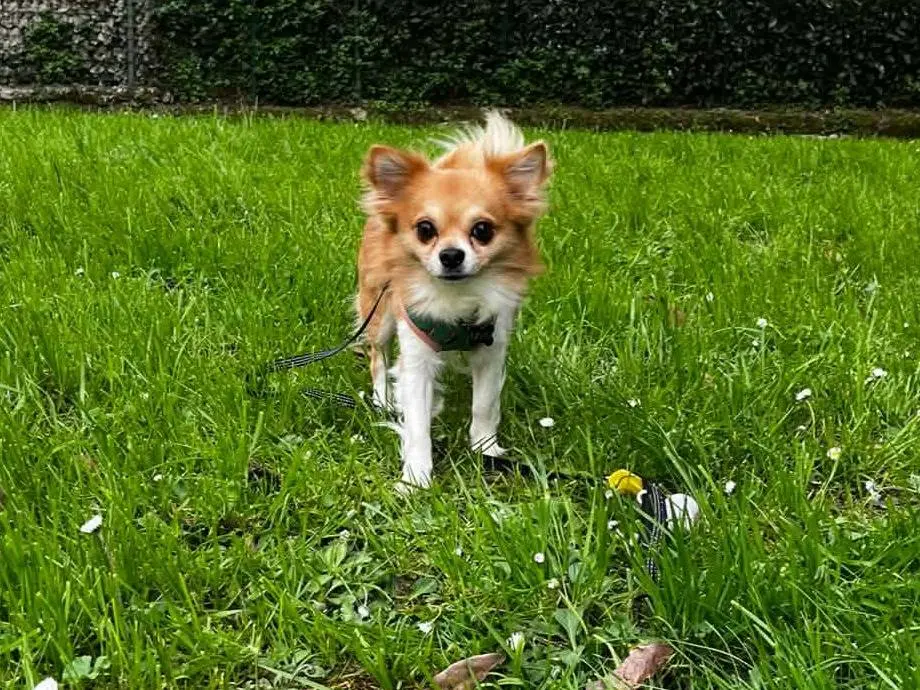 Adotta un cane, maschio, 4 anni e 3 mesi, Firenze